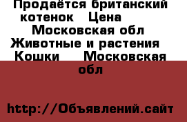 Продаётся британский котенок › Цена ­ 500 - Московская обл. Животные и растения » Кошки   . Московская обл.